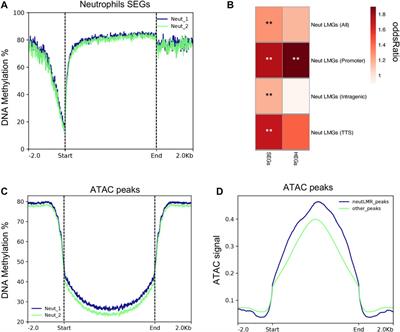 Integrative profiling of gene expression and chromatin accessibility elucidates specific transcriptional networks in porcine neutrophils